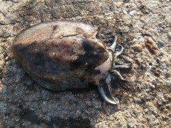 和歌山北港魚つり公園、朝マズメ狙いでエギング