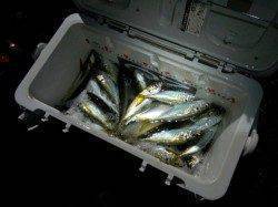 中層で入れ食い、ほぼ毎投ＨＩＴして2時間で100匹！