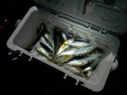 中層で入れ食い、ほぼ毎投ＨＩＴして2時間で…