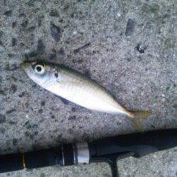 洲本でアジング～夕マズメにナブラ、日没後は常夜灯回りで