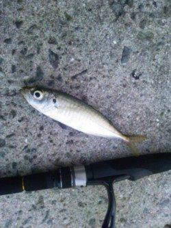 洲本でアジング～夕マズメにナブラ、日没後は常夜灯回りで