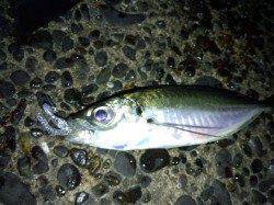 助松埠頭でアジング、ネチネチ攻めてなんとか、7匹get