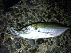 助松埠頭でアジング、ネチネチ攻めてなんとか…