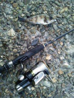 炬口でアジング・メバリング　付き場見つけアジ連発