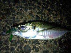 助松埠頭で風が弱いタイミングを狙ってのアジング釣行