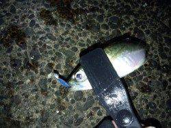 中層で入れ食い、ほぼ毎投ＨＩＴして2時間で100匹！