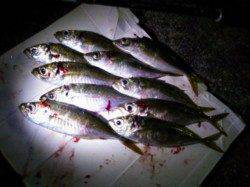 炬口でアジング・メバリング　付き場見つけアジ連発