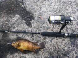 メバルが良い反応でヒット連発でした