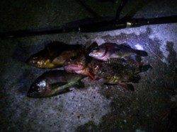 メバルが良い反応でヒット連発でした