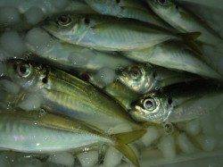 助松埠頭で風が弱いタイミングを狙ってのアジング釣行