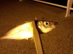 仕事帰りに短時間アジング出撃♪