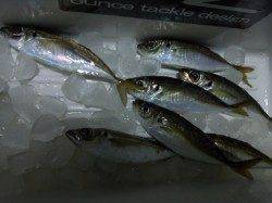 助松埠頭でアジング、ネチネチ攻めてなんとか、7匹get