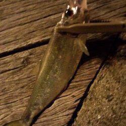 アジングでランガン～釣果はガシラ・シーバス