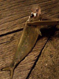 アジングでランガン～釣果はガシラ・シーバス