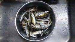 飛ばしサビキでアジをGET、一投1匹、4連も♪