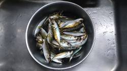 飛ばしサビキでアジをGET、一投1匹、4連…