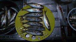 飛ばしサビキでアジをGET、一投1匹、4連も♪