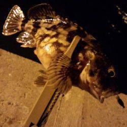 アジングでランガン～釣果はガシラ・シーバス