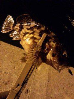 アジングでランガン～釣果はガシラ・シーバス