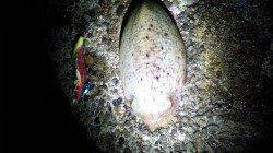 多奈川発電所裏に移動し、甲イカを2杯GET