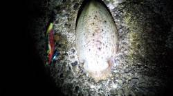 多奈川発電所裏に移動し、甲イカを2杯GET…