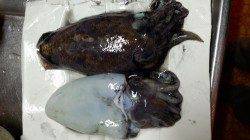 多奈川発電所裏に移動し、甲イカを2杯GET