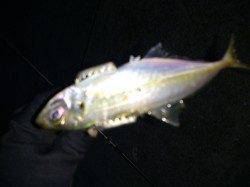 育波でアジング　アジは渋かったです