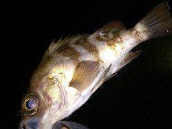 育波でアジング　アジは渋かったです