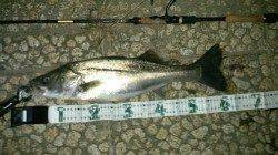 紀の川水門 ウェーディングで良く肥えたシーバス☆