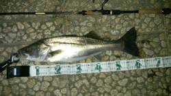 紀の川水門　ウェーディングで良く肥えたシー…