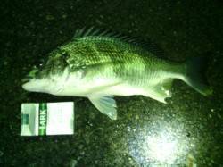 アジングでアジの他30㎝オーバーのキビレも…