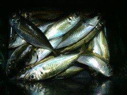 アジングでアジの他30㎝オーバーのキビレも♪