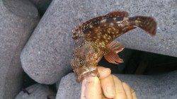 樽井漁港でメバリング　スローリトリーブでメバル&ガシラ