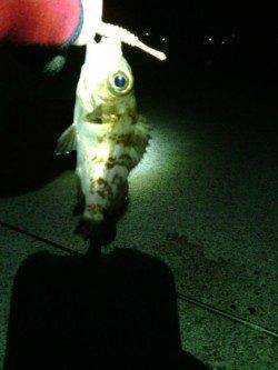 淡輪漁港　ライトゲームで五目釣り　27cmのアジも