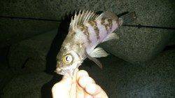 樽井漁港でメバリング　スローリトリーブでメバル&ガシラ