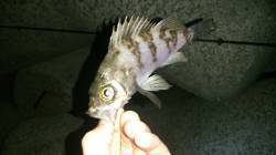 樽井漁港でメバリング　スローリトリーブでメ…