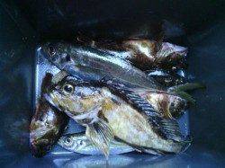 淡輪漁港　ライトゲームで五目釣り　27cmのアジも