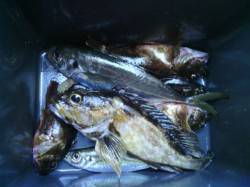 淡輪漁港　ライトゲームで五目釣り　27cm…