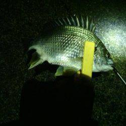 大阪南港のアジング釣果