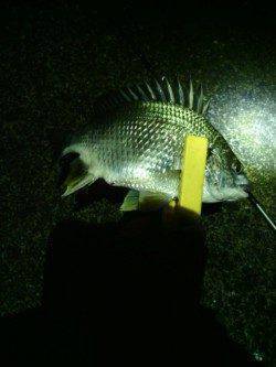 大阪南港のアジング釣果