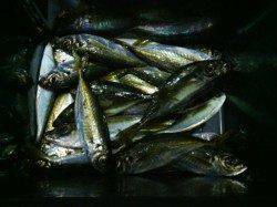 大阪南港のアジング釣果