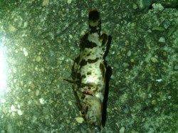 大阪南港でのアジング、だいぶ渋くなってきたように思います