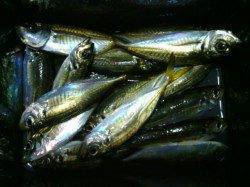 大阪南港でのアジング、だいぶ渋くなってきたように思います