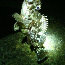 大阪南港でのアジング　風で釣りづらい中何とか9匹