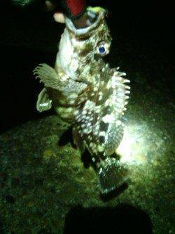 大阪南港でのアジング　風で釣りづらい中何とか9匹