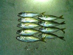 大阪南港でのアジング　風で釣りづらい中何とか9匹