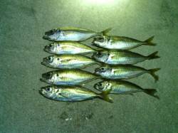 大阪南港でのアジング　風で釣りづらい中何と…