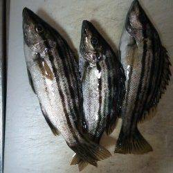 津居山でアジング、上がってきたのはシマイサギでした