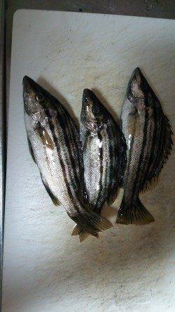 津居山でアジング、上がってきたのはシマイサギでした