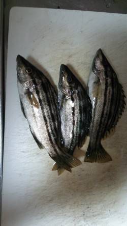 津居山でアジング、上がってきたのはシマイサ…